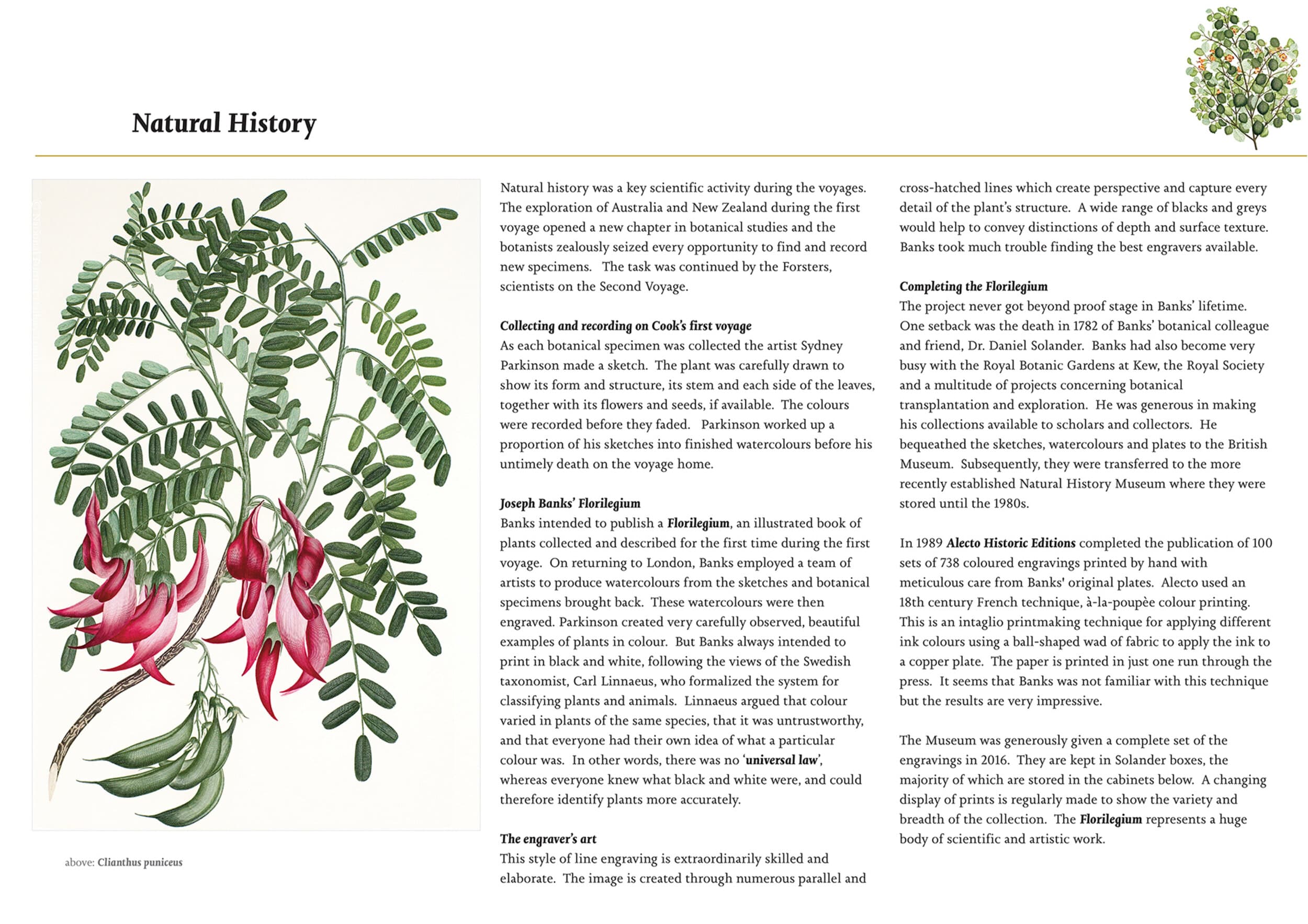 Natural History section, Cook Museum exhibition panel