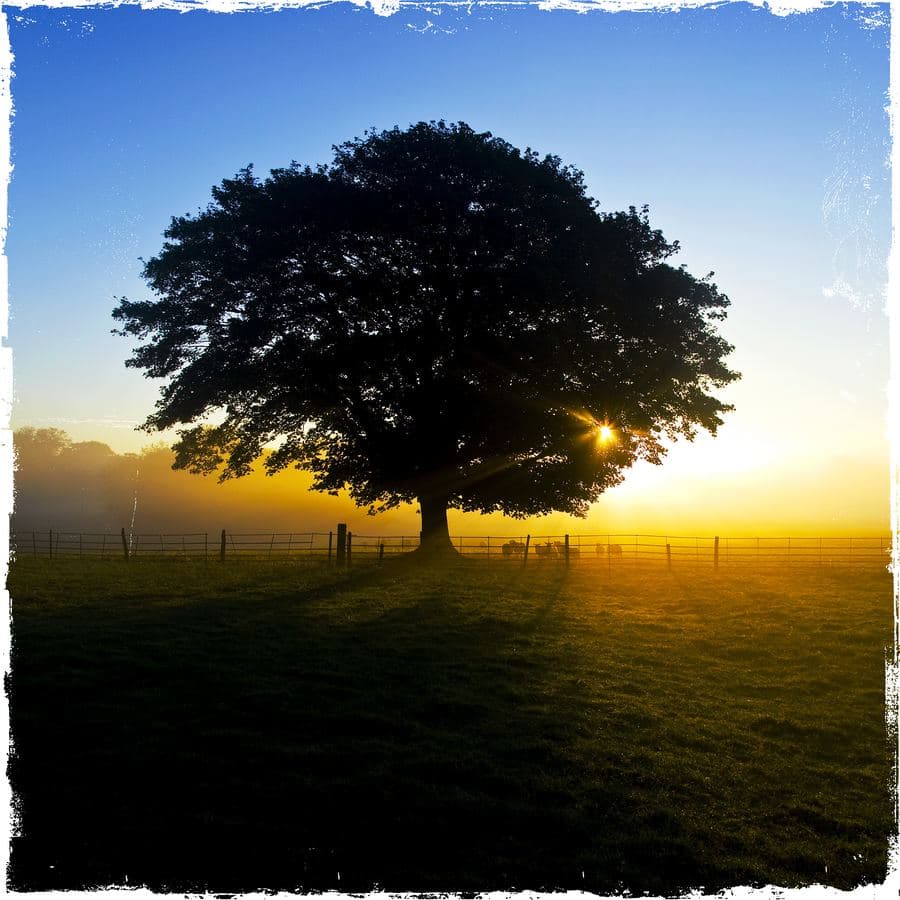Silhouetted tree at sunrise with sheep, Skutterskelfe