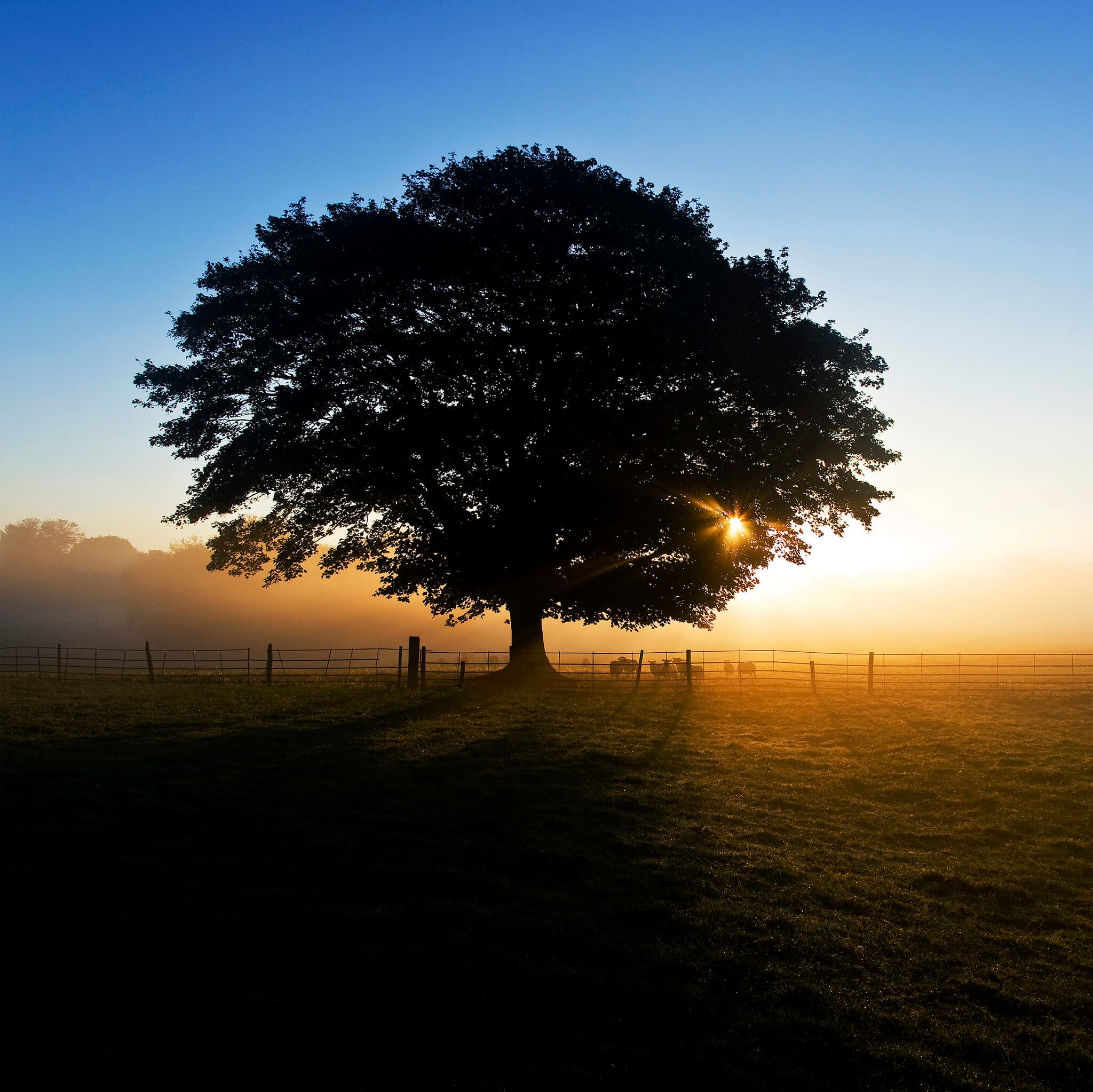 Silhouetted tree at sunrise with sheep, Skutterskelfe